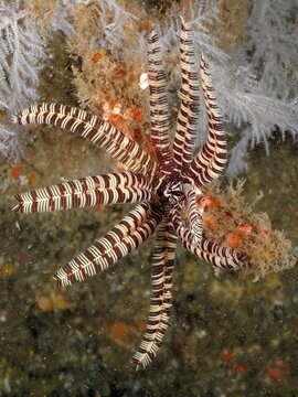 A feather star in bright colours, sawtooth starfish (Oligometra serripinna), under water. Dive site Aliwal Shoal, Umkomaas, KwaZulu Natal, South Africa