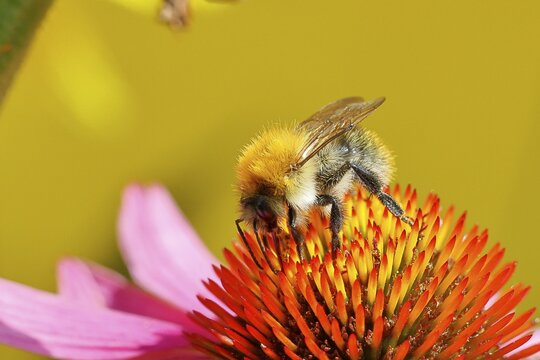 Field bumblebee (Bombus pascuorum), collecting nectar on a purple coneflower (Echinacea purpurea), close-up, Wilnsdorf, North Rhine-Westphalia, Germany