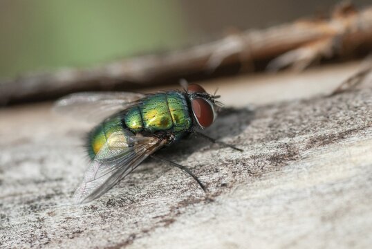 Calliphoridae, goldfly, Lucilia spec.1, blowfly, blowflies, diptera, insects, two-winged birds