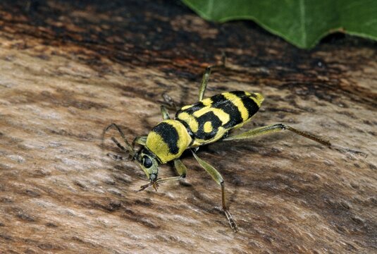 Chlorophorus varius, variable ram ram, beetle, longhorn beetle, coleoptera, grape wood borer, insects, beetles