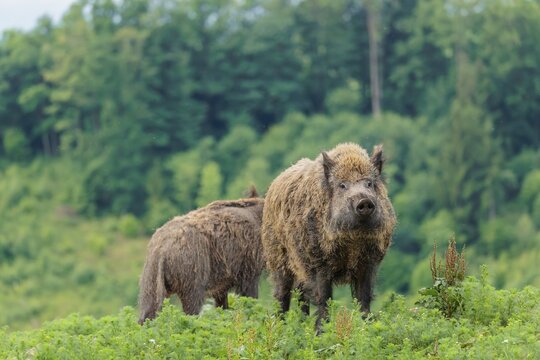 A male wild boar (Sus scrofa) is out foraging in a green clearing on an overcast day. Bavaria, Germany
