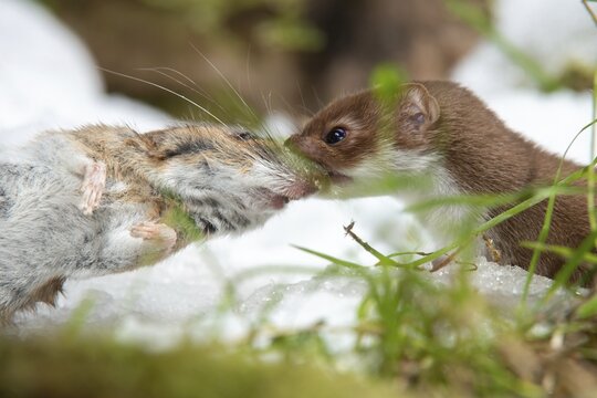 Carnivora, least weasel, mouse weasel, mustela nivalis, predators, prey, capture, hunting, mammals, raptors, snow, mammals, winter