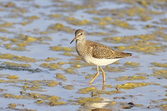 Redshank (Tringa totanus) walking in the silt on the shore, Ziggsee, Lake Neusiedl National Park, Seewinkel, Burgenland, Austria