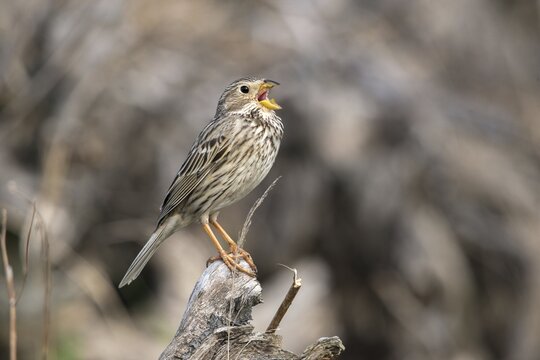 Brandenburg, Corn Bunting, Germany, Emberiza Calandra, Corn Bunting, Miliaria Calandra, Nabu, Nabu Project, National Natural Heritage, Gr&uuml;nhaus Nature Paradise, Post-Mining Landscape, Birds, Call, Song, Gr&uuml;nhaus, Passeri, Call, Singing, Songbirds, Birds