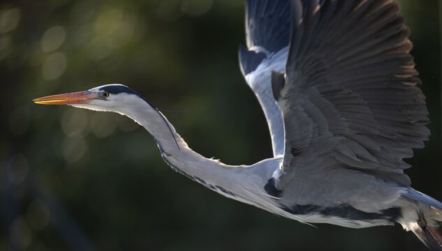 Grey heron (Ardea cinerea) in flight, Stuttgart, Baden-W&uuml;rttemberg, Germany