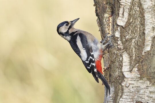 Great spotted woodpecker (Dendrocopus major), female, foraging on the trunk of a common birch (Betula pendula), wildlife, woodpeckers, nature photography, autumn, Wilnsdorf, North Rhine-Westphalia, Germany
