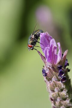 Golden fly (Lucilia caesar) on a flower of Common lavender (Lavandula angustifolia), close-up, macro photograph, Wilnsdorf, North Rhine-Westphalia, Germany