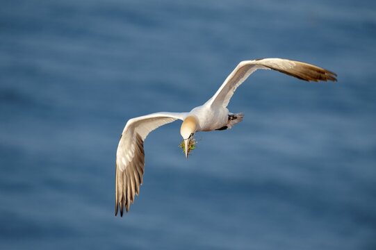 Northern Gannet (Morus bassanus) with nesting material in flight, Heligoland, Schleswig-Holstein, Germany