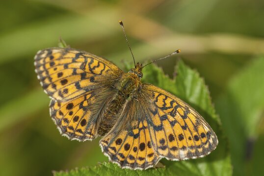 Brenthis Ino, Lesser Marbled Fritillary, Meadowsweet Pearl Butterfly, Purple Silver Butterfly, Insects, Butterfly, Butterfly, Butterflies