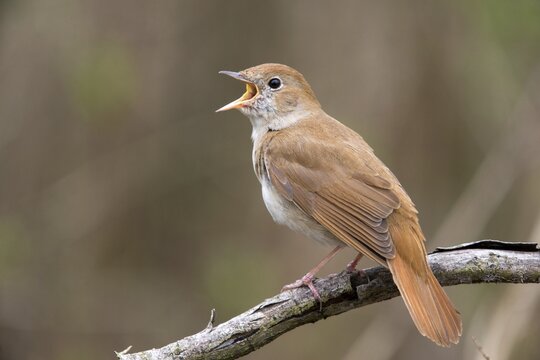 Luscinia megarhynchos, nightingale, birds, song, passeri, singing, songbirds, sining, songbirds, birds