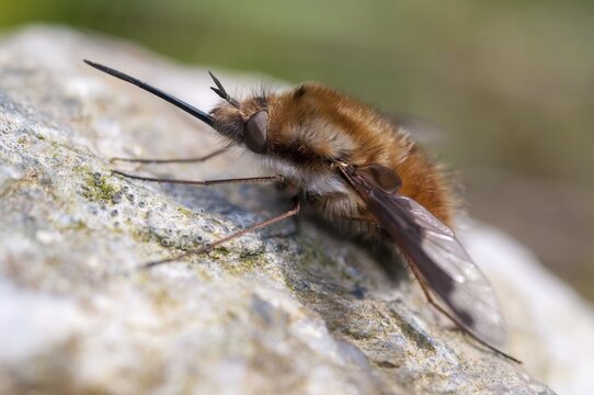 Bombyliidae, Bombylius major, flies, large woolswear, woolswear, arge bee-fly, diptera, insects, the dark-edged bee-fly, the greater bee fly, two-winged