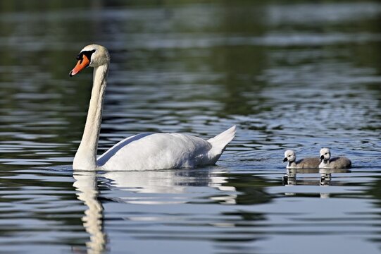 Mute swan (Cygnus olor), a male with two cygnets swimming in Lake Zug, Canton of Zug, Switzerland