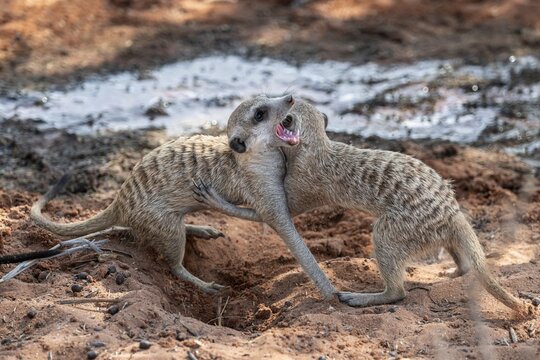 Fighting meerkats (Suricatta suricata), Kgalagadi Transfrontier Park, Northern Cape, South Africa
