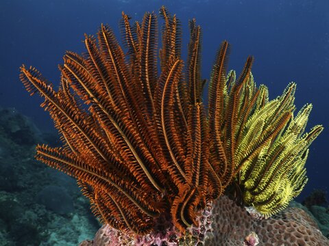 Magnificent red and yellow feather stars, Bushy feather star, Variable feather star (Comaster schlegelii), with extended arms on coral, dive site SD, Nusa Ceningan, Nusa Penida, Bali, Indonesia