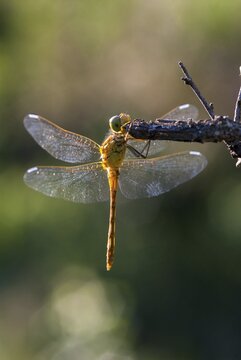 Southern Darter, Sympetrum Meridional, Southern Heidelibel, Anisoptera, Damselflies, Dragonflies, Greece, adolescent, high size, portrait format, insects, young animal, juvenile, dragonflies, odonata