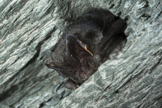 Barbastella Barbastellus, Barbastelle bat, pug bat, bat, chiroptera, bats, mammals, mammals, winter sleep, hibernation