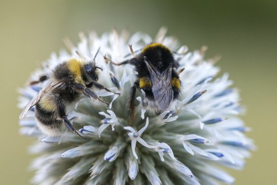 Apidae, bees, bombus lucorum, hymenoptera, insects, male, white-tailed bumblebee, hymenoptera, bumblebee, insects, male, white-tailed bumblebee
