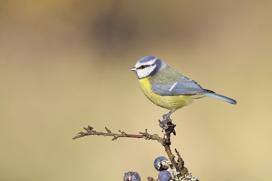 Blue tit (Parus caeruleus), sitting on a branch in a blackthorn bush, (Prunus spinosa), sloes, with ripe fruit, autumn, wildlife, animals, tit family, songbird, birds, Wilnsdorf, North Rhine-Westphalia, Germany