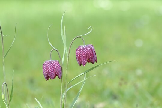 Snake's head fritillary (Fritillaria meleagris), two flowers in a meadow, inflorescence, early bloomer, spring, Wilnsdorf, North Rhine-Westphalia, Germany