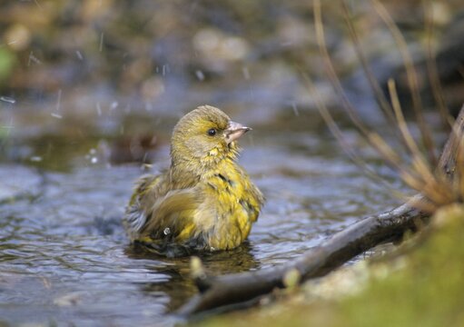 Carduelis chloris, chloris chloris, greenfinch, greenfinch, greenfinch, birds, male, passeri, songbirds, birds