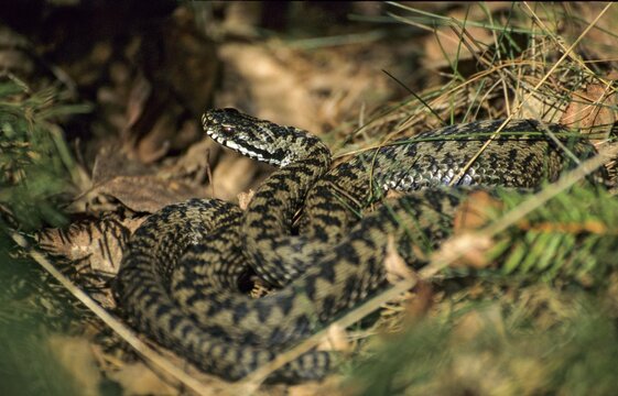 European adder, European viper, venomous snake, vipera berus, critters, poisonous reptilia, reptilia, snakes, snakes