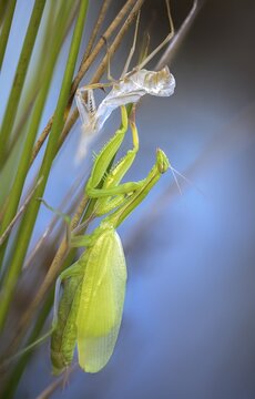 European mantis, European praying mantis, mantis religiosa, mantodea, mantodea, high size, portrait, molting, insects, praying mantis, hatching