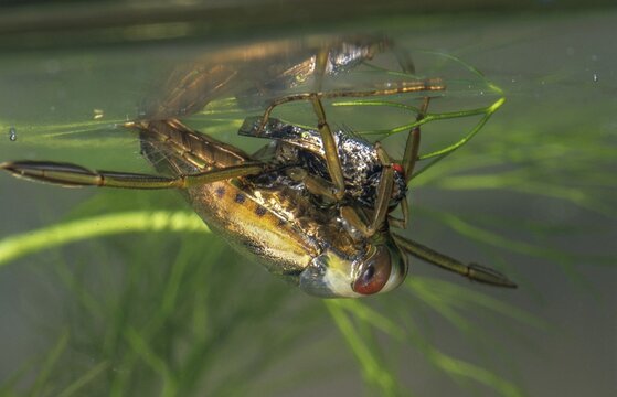 Common backswimmer, Notonecta glauca, water boatman, aquatic, prey, capture, fly, insects, bugs, water bugs