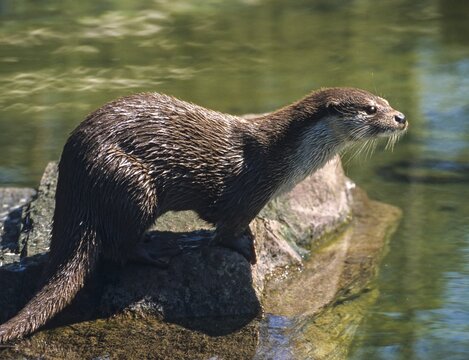 Carnivora, Eurasian otters, Lutra Lutra, predators, mammals, martens, raptors, mammals