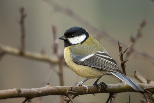 Great tit, great tit, parus major, birds, tits, passeri, songbirds, songbirds, tits, birds
