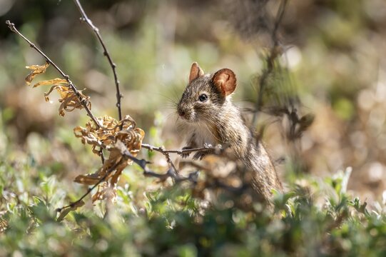 Four-striped grass mouse or four-striped grass rat (Rhabdomys pumilio), South Africa