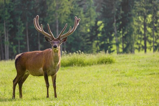 An Altai maral stag, Altai wapiti or Altai elk (Cervus canadensis sibiricus) stands in a meadow
