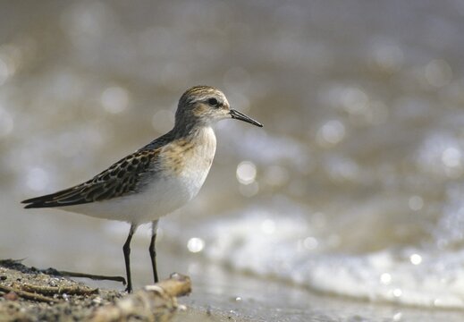 Calidris minuta, little stint, dwarf sandpiper, birds, charadriiformes, limikolen, snipe birds, scolopacidae, birds, waders, waders