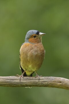 Common chaffinch (Fringilla coelebs), male, sitting on an old branch, Wilden, North Rhine-Westphalia, Germany