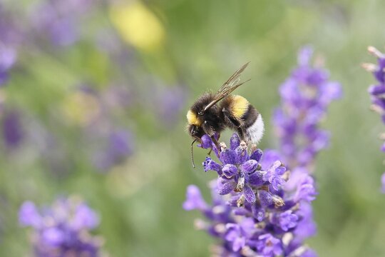 Ground bumblebee (Bombus terrestris), on a lavender flower (Lavandula angustifolia), macro photograph, bokeh in the background, Wilnsdorf, North Rhine-Westphalia, Germany