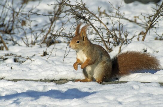 Squirrels, rodents, rodentia, sciurus vulgaris, squirrel, mammals, rodents, snow, mammals, winter