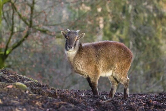 A female Himalayan Tahr (Hemitragus jemlahicus) stands on a forest edge. In the background is a dense forest