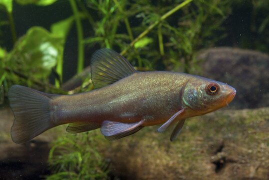 Schleie, Tench, Tinca Tinca, Doctor Fish, Fishes, Pisces