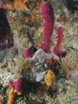 Colourful sea sponges in various shapes and colours, including upright rope sponge (Amphimedon compressa), in the underwater world, dive site John Pennekamp Coral Reef State Park, Key Largo, Florida Keys, Florida, USA