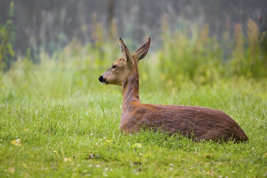 A female roe deer (Capreolus capreolus) lies on a meadow, resting