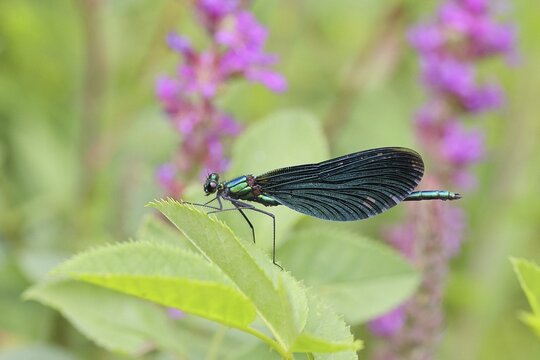 Blue-winged damselfly (Calopteryx virgo), male, on a leaf at a garden pond, close-up, Wilnsdorf, North Rhine-Westphalia, Germany