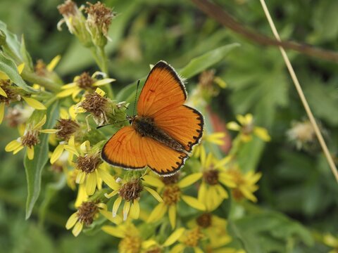 An orange butterfly, the Duke of Burgundy (Lycaena virgaureae), on yellow flowers in a natural setting, Goms, Canton of Valais, Switzerland