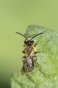 Andrena cf. nigroaenea, Andrena nigroaenea, apiformes, bees, buffish mining bee, ore-colored sand bee, hymenoptera, sand bee, high size, portrait format, insects, male, wild bees
