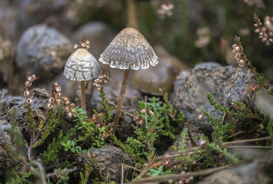 Fertiliser, Panaeolus castaneifolius, Panaeolus olivaceus, dotted spored fertiliser, dung, fungi, fungus, horses, droppings, manure, horses, horse manure, mushrooms