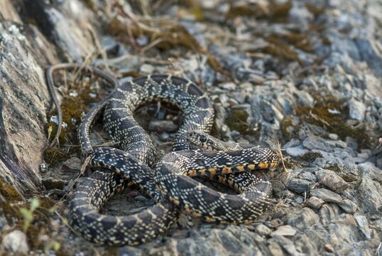 Coluber Hippocrepis, Hemorrhois Hippocrepis, Horseshoe Snake, Horseshoe Snake, Critters, Extremadura, Horseshoe Whip Snake, Reptilia, Reptiles, Snakes, Spain
