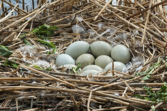 Cygnus olor, mute swan, anatidae, birds, breed, brood, eggs, duckbirds, clutches, cusp swan, swans, swans, birds, waterbirds, waterbirds
