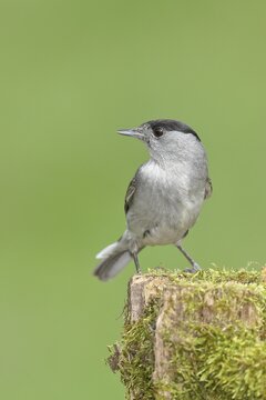 Blackcap (Sylvia atricapilla), male, sitting on a tree stump covered with moss, North Rhine-Westphalia, Germany
