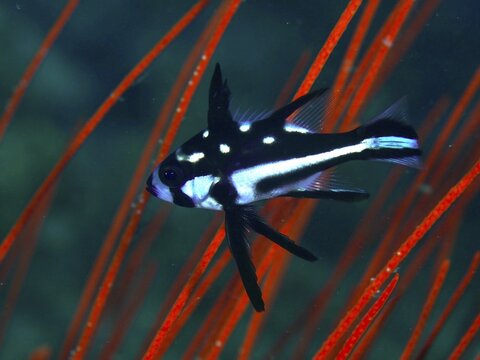 A black and white fish with spots, juvenile yellow-eyed snapper (Macolor macularis), swimming in front of red corals, dive site Prapat, Penyapangan, Bali, Indonesia