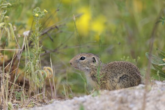 A young European ground squirrel (Spermophilus citellus) eats seats, leaves and flowers in a green meadow with tall vegetation on a cloudy day. Austria