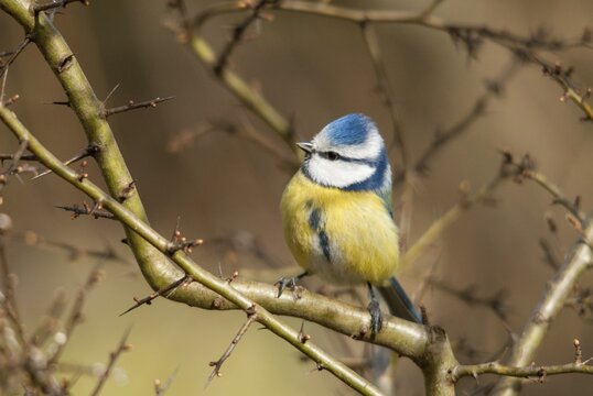 Blue tit, parus caeruleus, birds, tits, passeri, songbirds, songbirds, tits, birds