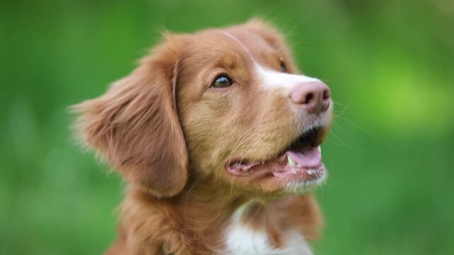 Adorable Toller Retriever On Green Meadow Nova Scotia Duck Tolling Retriever Dog Breed